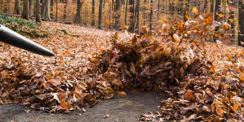 Leaf Removal, Leaf Removal service, Fall Clean Up, Spring Clean Up,