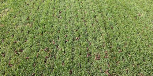Lawn Aeration & Overseeding Company
