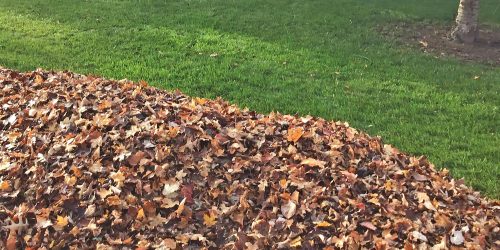 Lawn Clean Up, Leaf Clean Up, Fall Clean Up