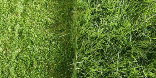 Lawn Fertilization