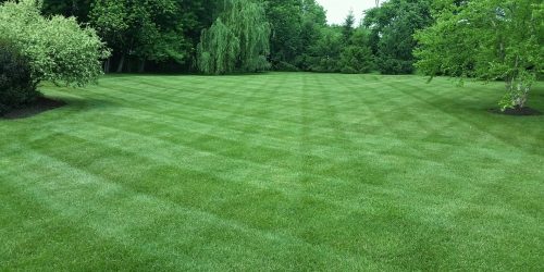 Lawn Care Program, Lawn Fertilization, Weed Control, Aeration