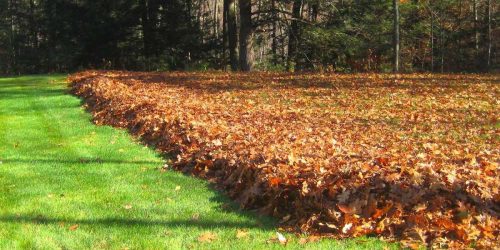 Leaf Cleanup