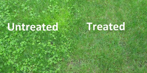Weed Control, Lawn Service, Lawn Maintenance (5)