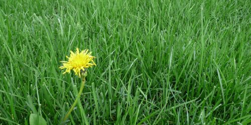 Weed Control, Lawn Service, Lawn Maintenance (8)